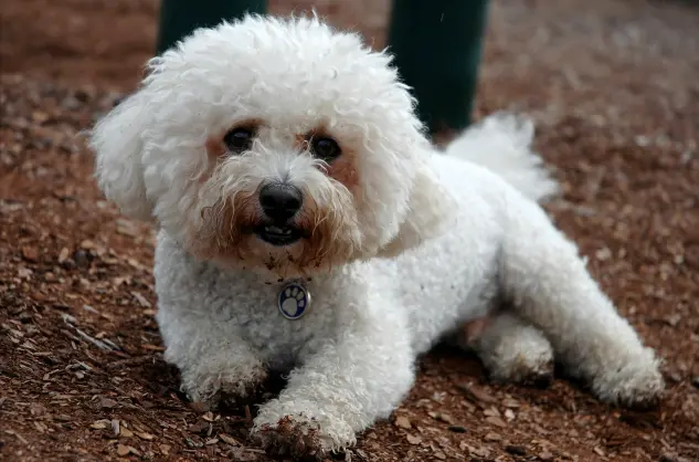 Un petit chien de la race "Bichon frisé" souriant pour être pris en photo