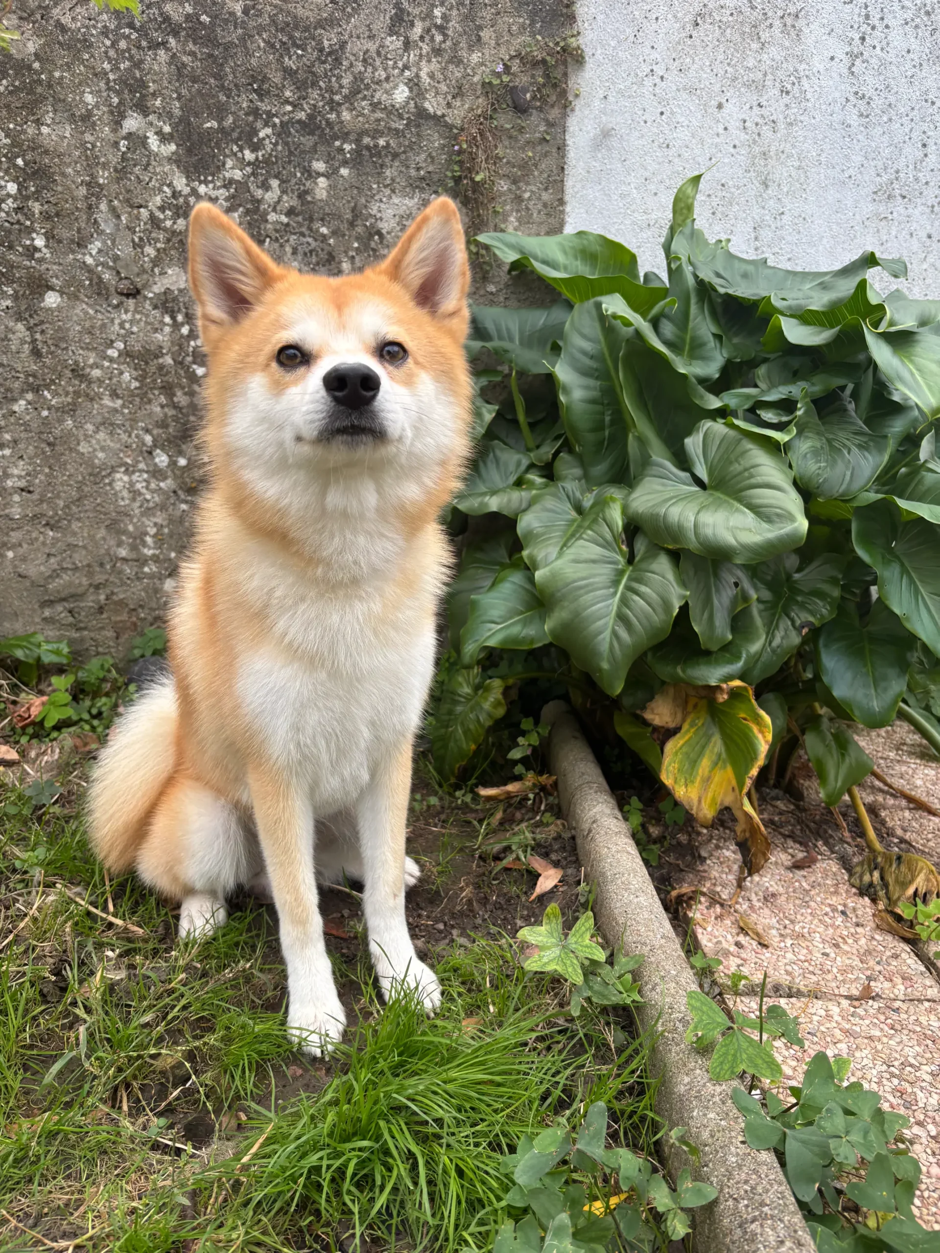 shiba inu parfaitement toileté