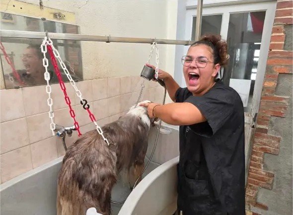 Toupie , Saint Bernard trop gentille