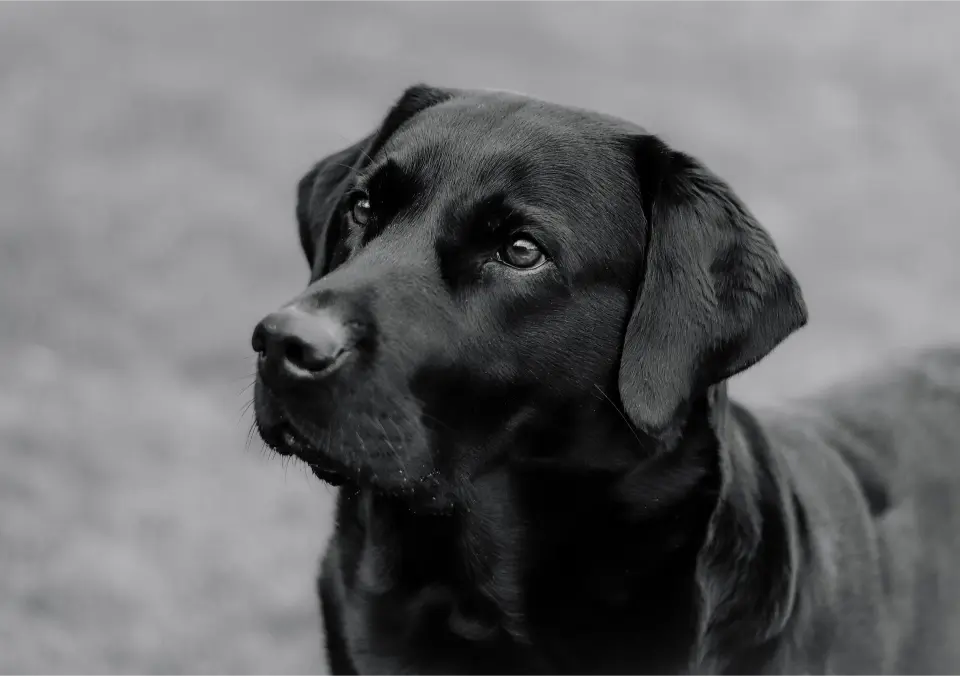 Grand chien de la race labrador , d'une robe noire regardanr au loin